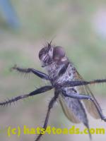 /home//u458753944/public_html/sourcegallery//Insects and small critters/flies (Diptera)/P1080174.JPG